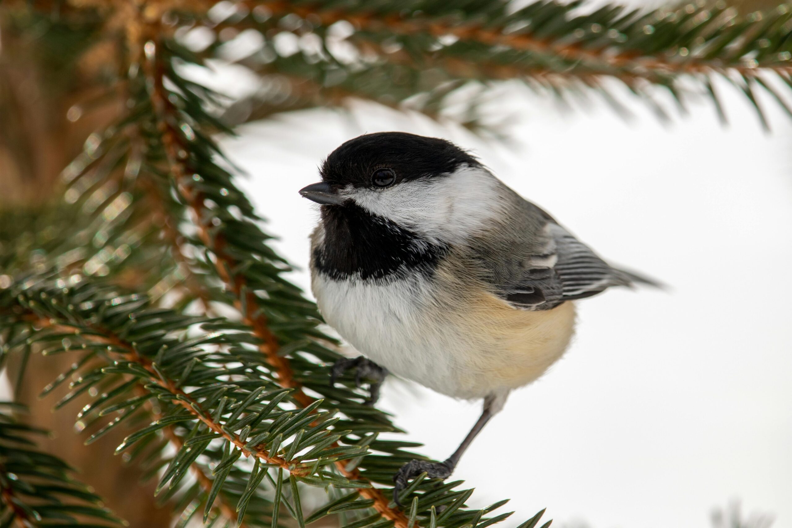 Chickadee